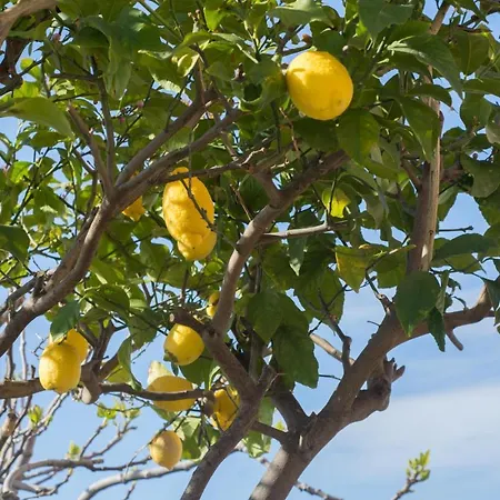 Le Dimore Di Concetta Apartment Forio (Isola d'Ischia)